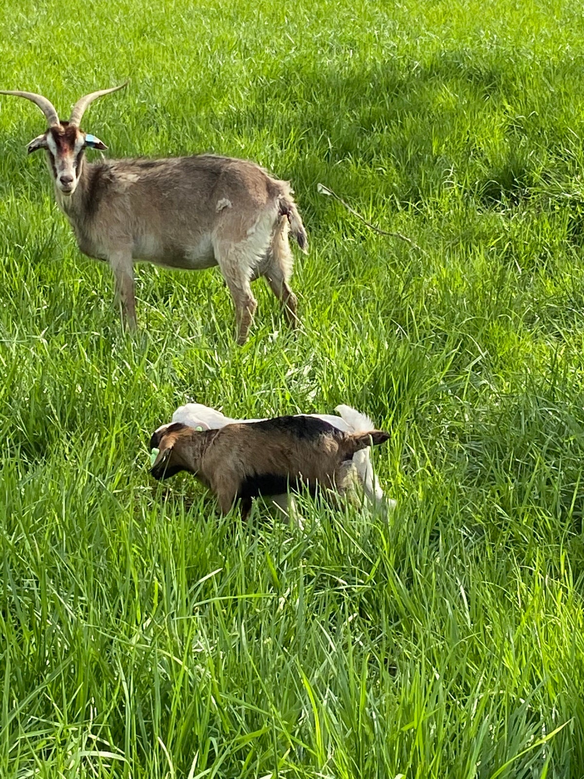 vromanspanishgoats.com