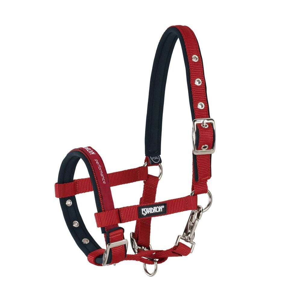 CABEZADA ESKADRON POTRO FOAL