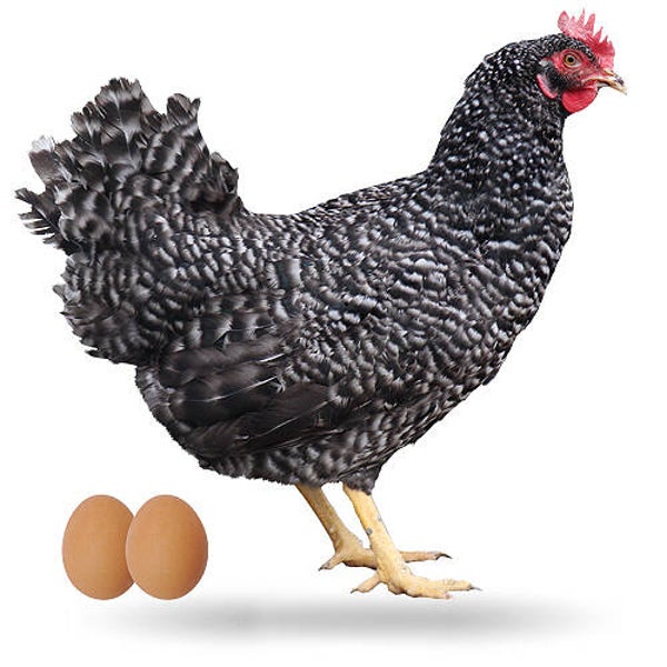 GALLINAS PONEDORAS BARRADAS