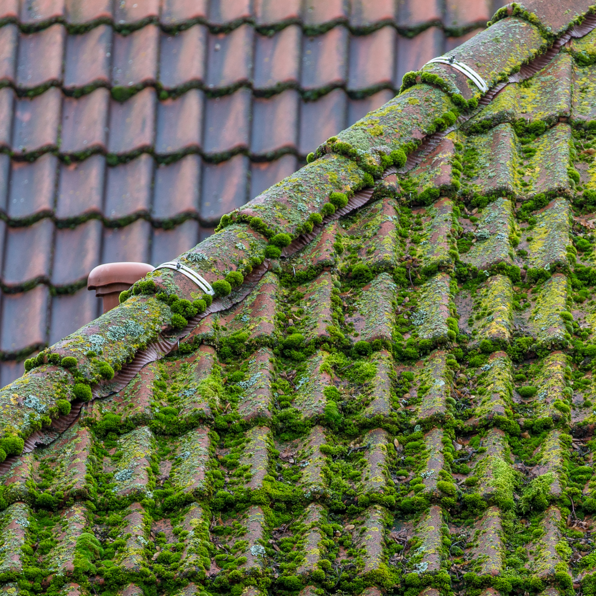 roof showing befiore and after results of moss removal in wellington