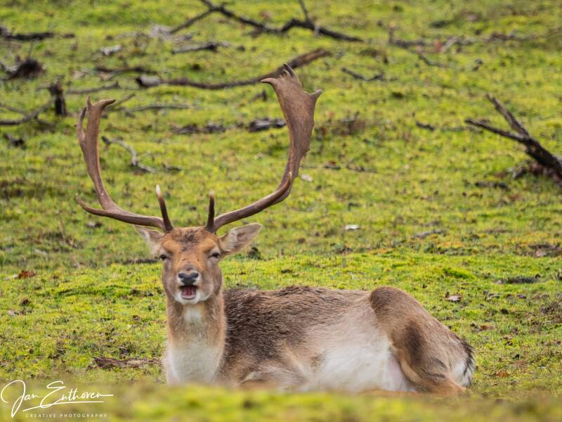 awd4-1-11-van-25-standard.jpg - Amsterdamse Waterleiding duinen