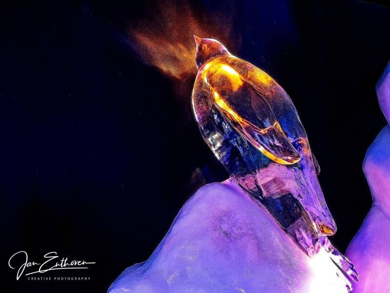 ijsbeelden2023_0109.jpg - ijsbeeld penquin