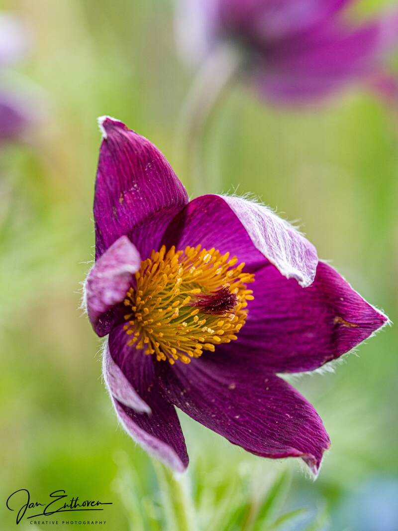 luietuinman01052021-12.jpg - De Luie Tuinman