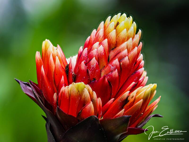 macro-11.jpg - De Passieflorahoeve