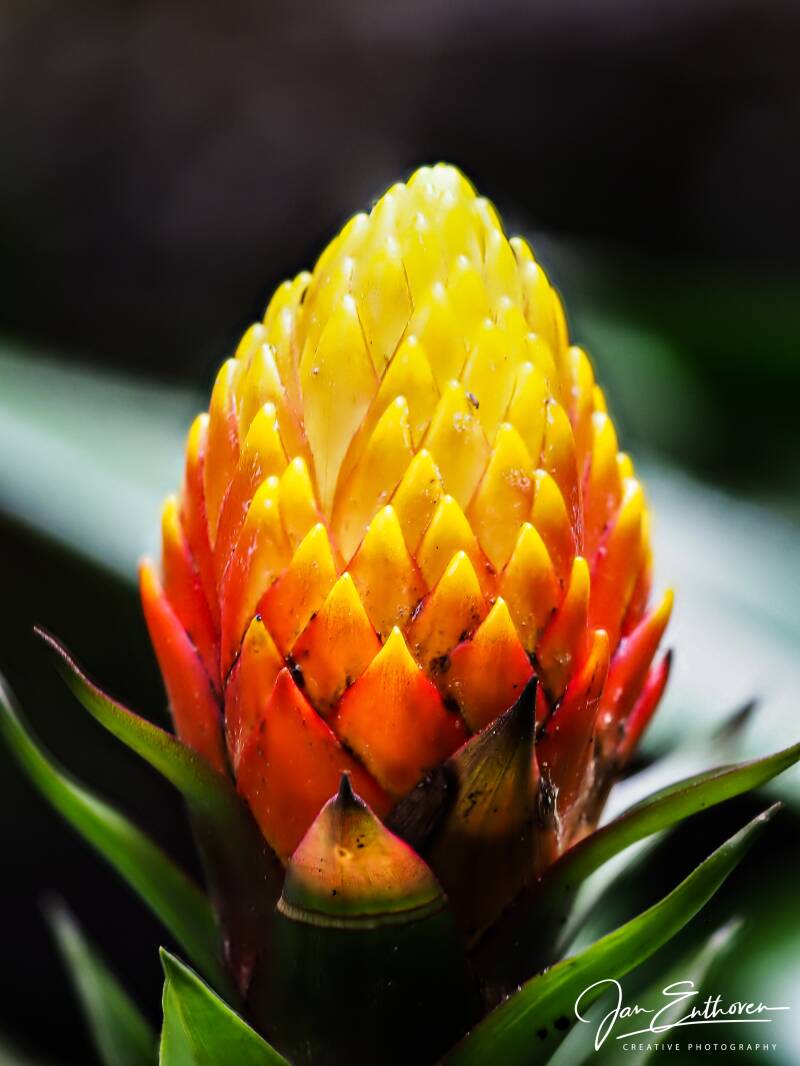 macro-5.jpg - De Poldertuin