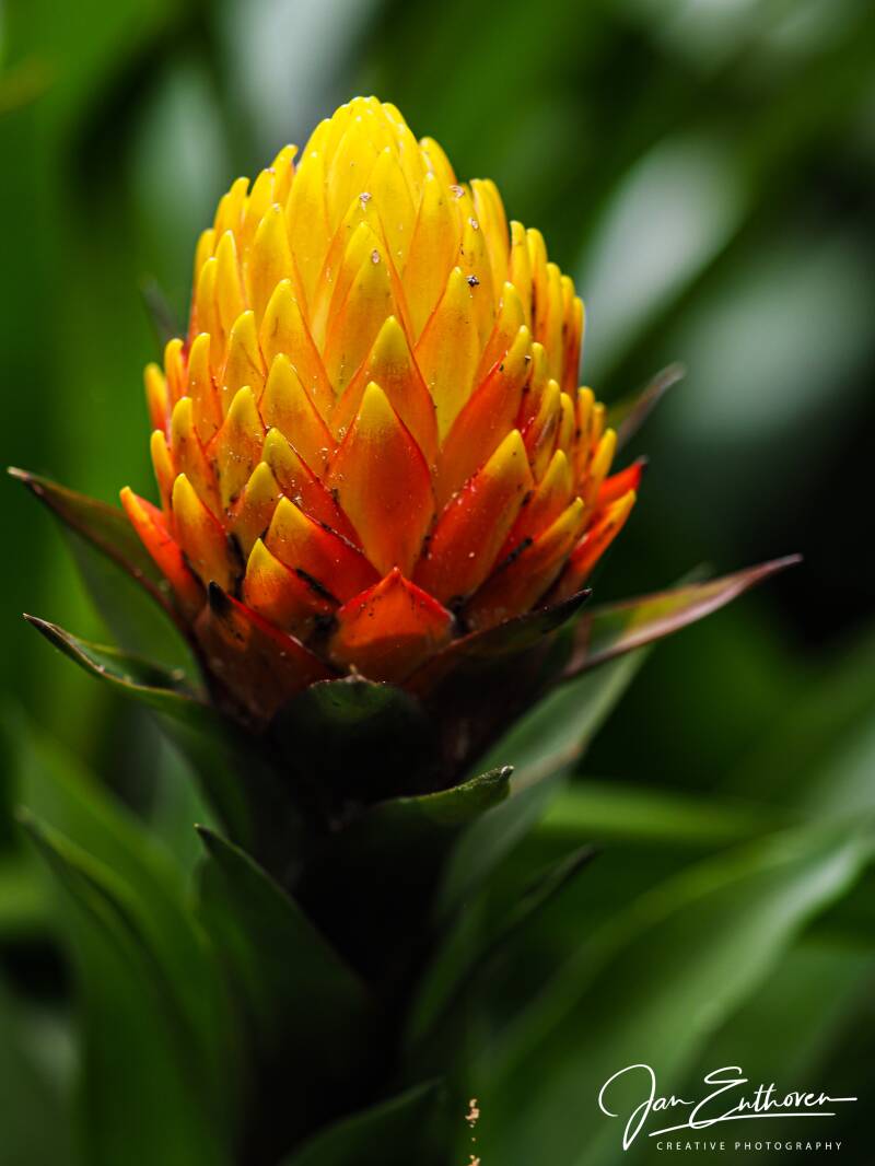 macro-7.jpg - De Passieflorahoeve