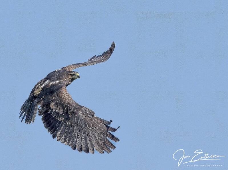 roofvogels2023_pepl0575_0031_0031.jpg - roofvogel bij valkenier