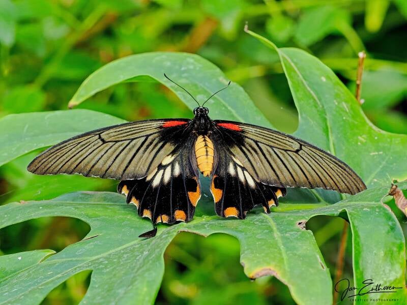 vliet_0111.jpg - Vlinders aan de Vliet