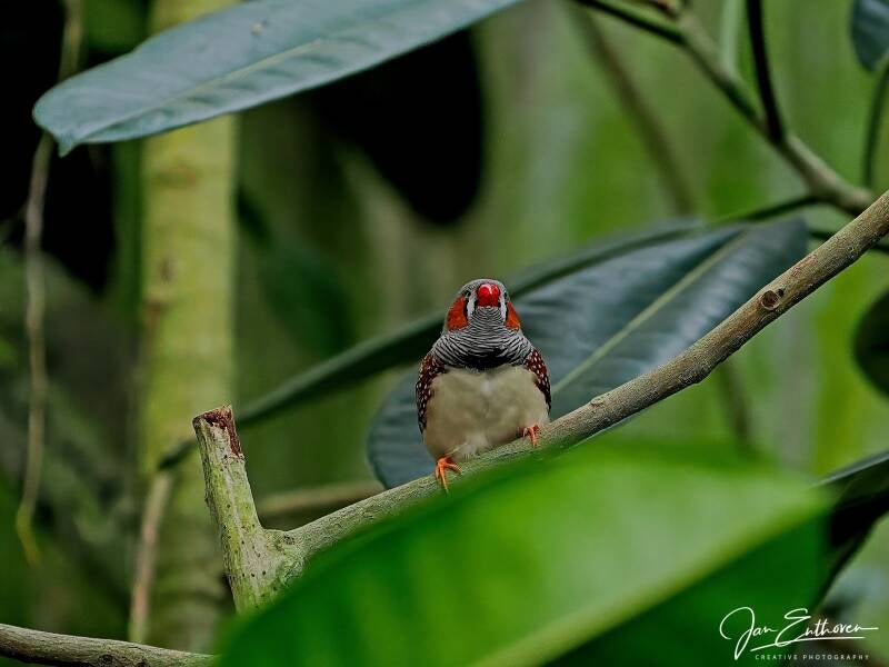 vliet_0137.jpg - Vlinders aan de Vliet