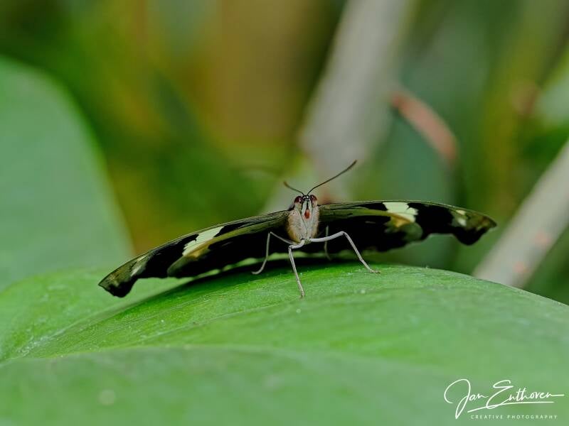 vliet_0215.jpg - Vlinders aan de Vliet