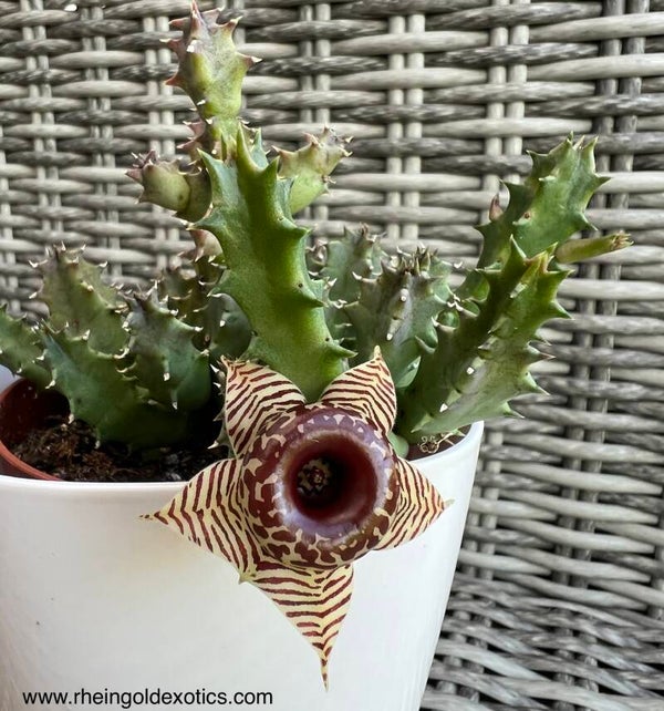 Huernia Zebrina Proudiflora