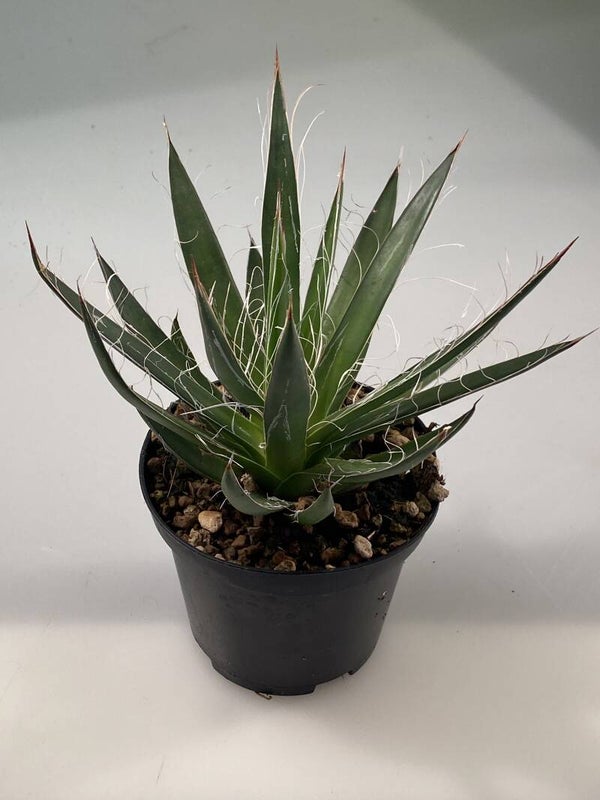 Agave Filifera