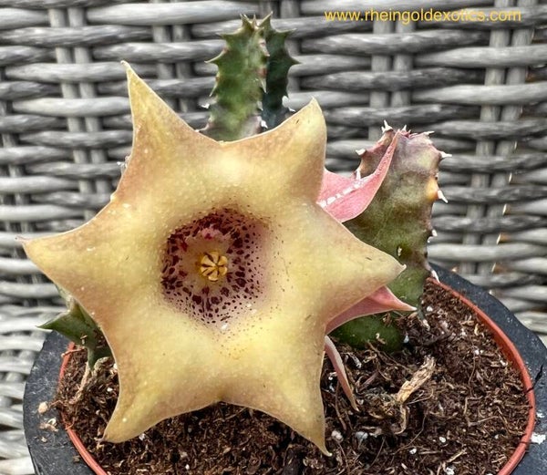 Huernia Quinta