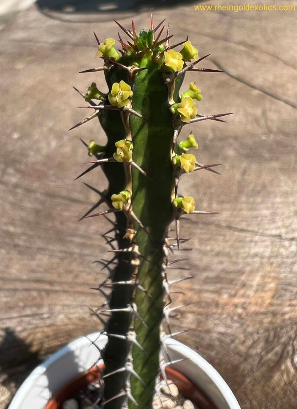 Euphorbia Tenuispinosa v Robusta