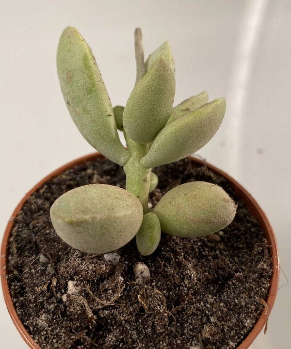 Adromischus Filicaulis (groen)