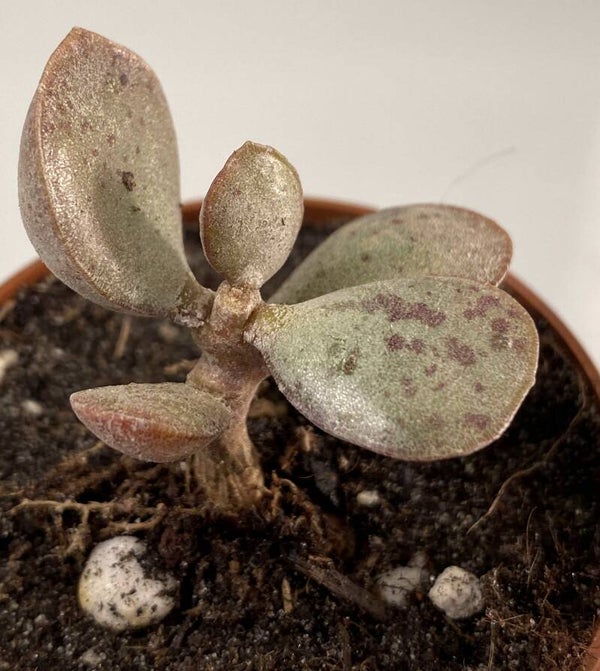 Adromischus Hemisphaericus