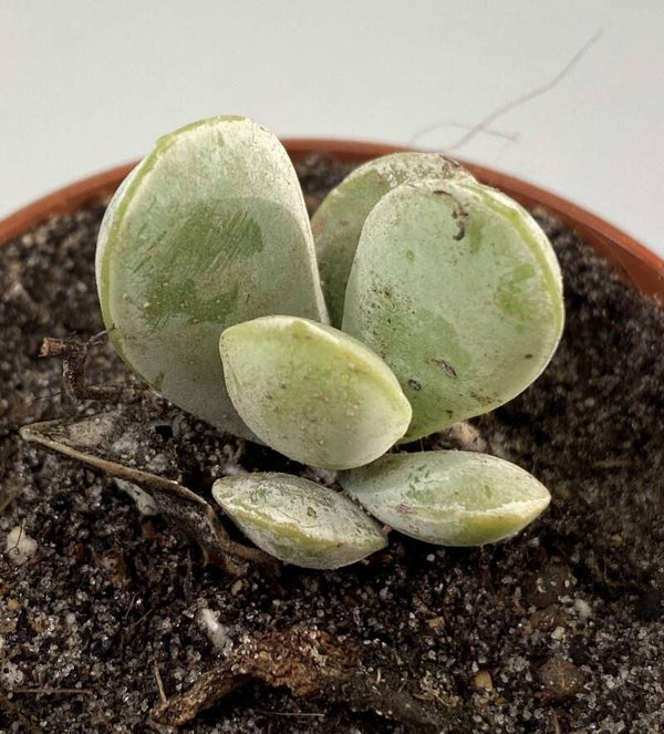 Adromischus Leucophyllus