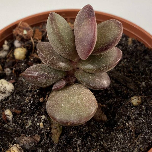 Adromischus Subdistichus