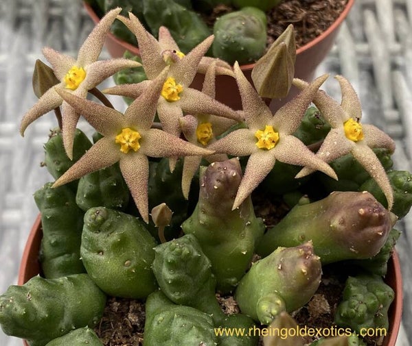 Piaranthus Geminatus