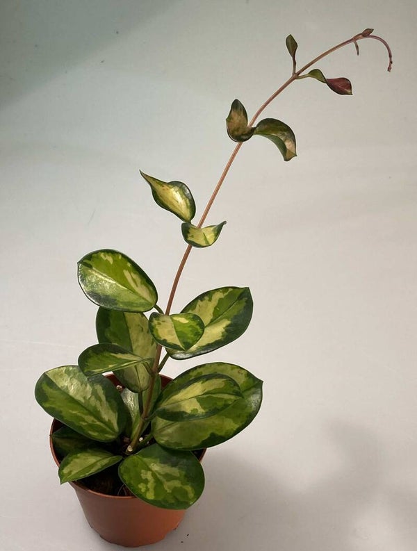 Hoya Australis ‘Lisa’