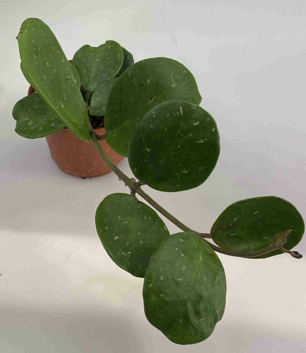 Hoya Obovata