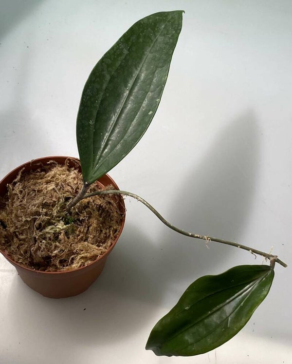 Hoya Rigida