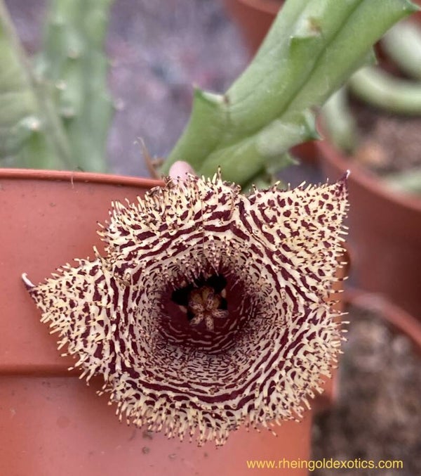 Huernia Erinaceae