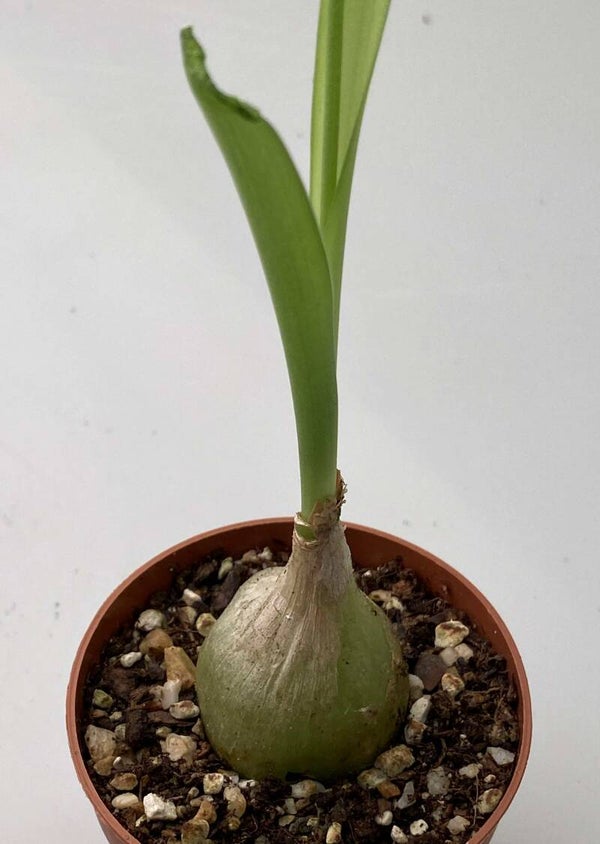 Ornithogalum Caudatum