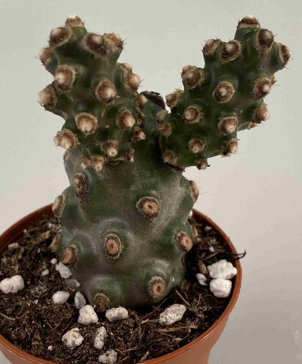 tephrocactus Molinensis Small