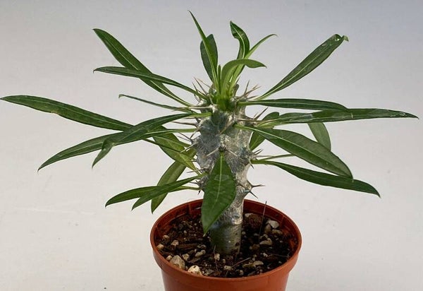 Pachypodium Lamerei