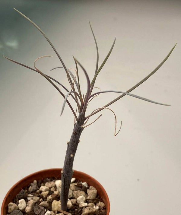 Senecio Kleinia