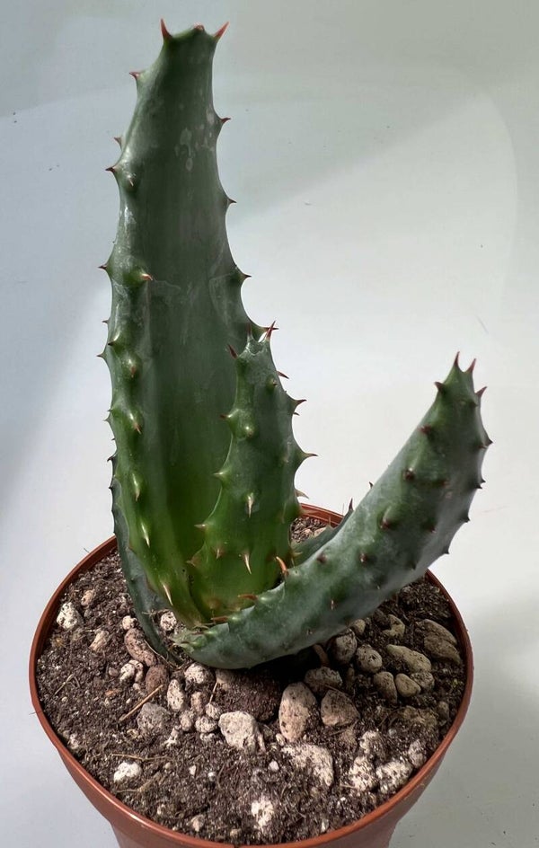 Aloe Aculeata