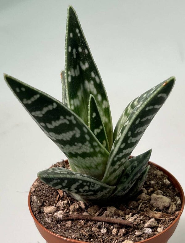 Aloe Variegata