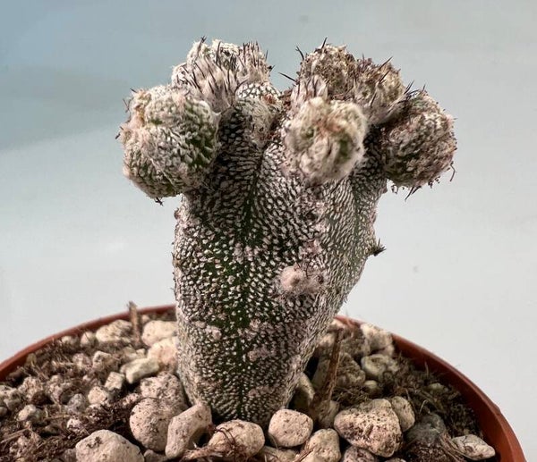 Astrophytum Myriostigma cv Huboki