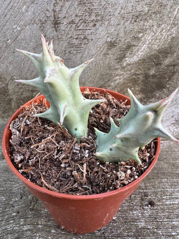 Caralluma Lutea ssp vaga