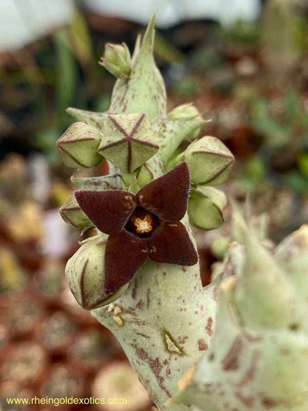 Caralluma Hesperidum