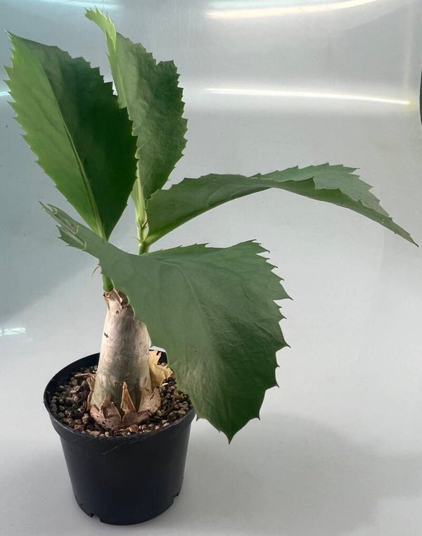 Cissus Juttae