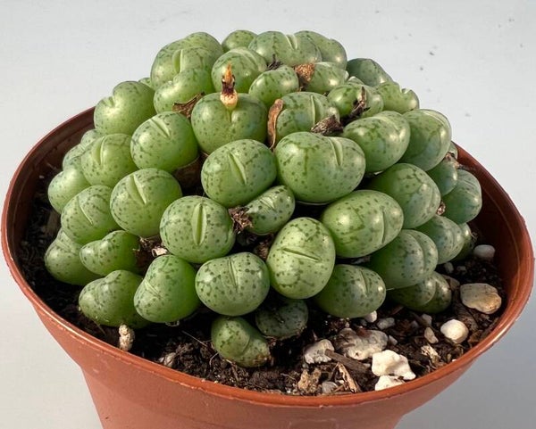 Conophytum Velutinum (oude plant)