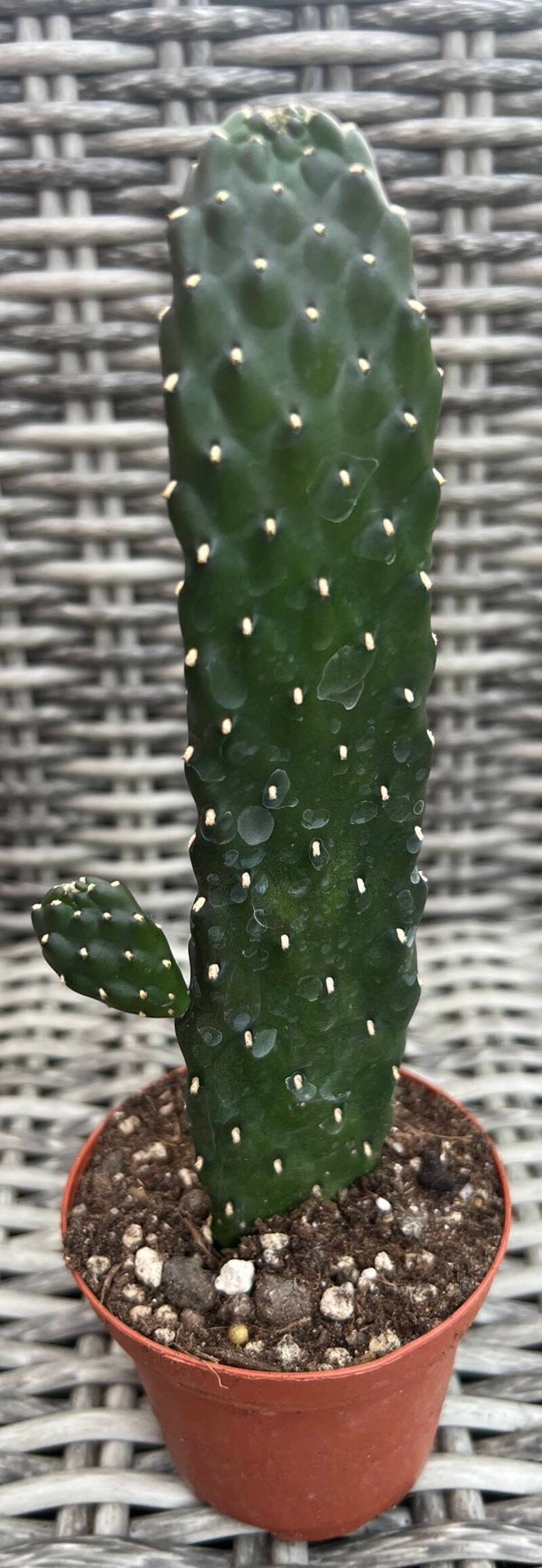 Consolea Rubescens