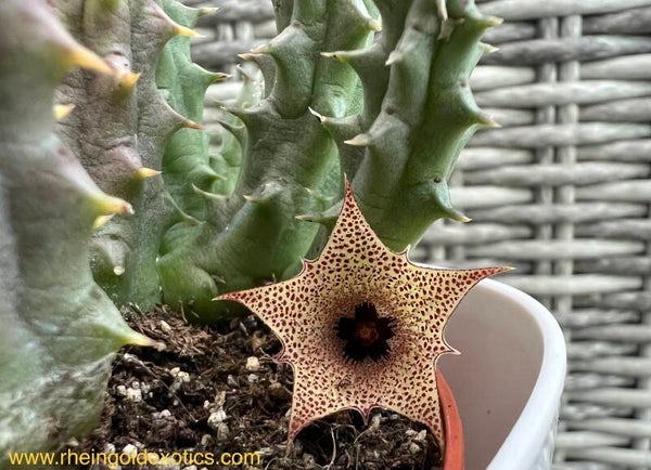 Huernia Boleana