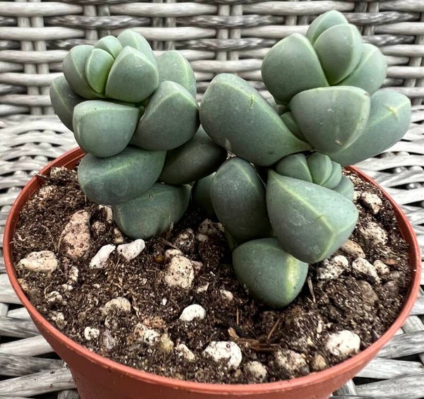 Delosperma Lehmannii