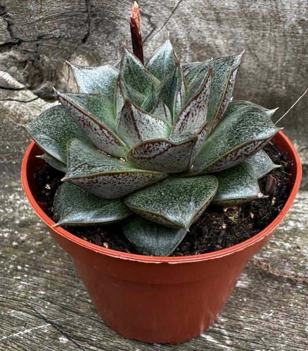 Echeveria Purpusorum