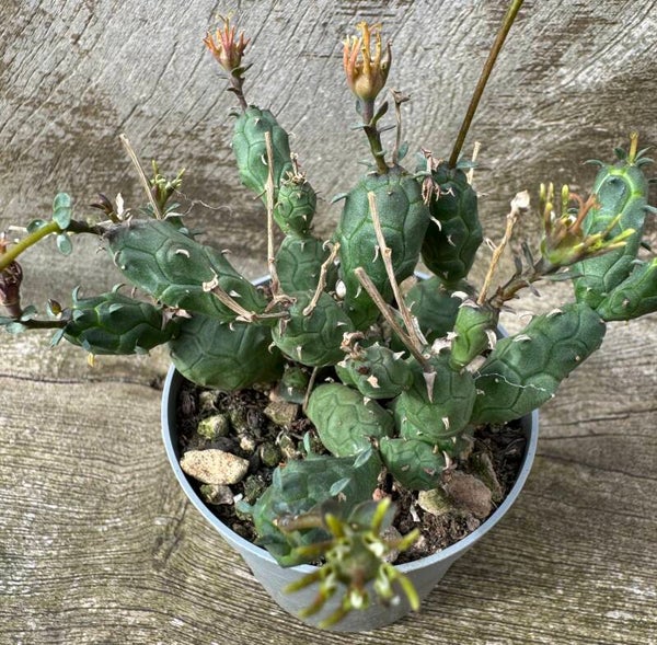 Euphorbia Globosa