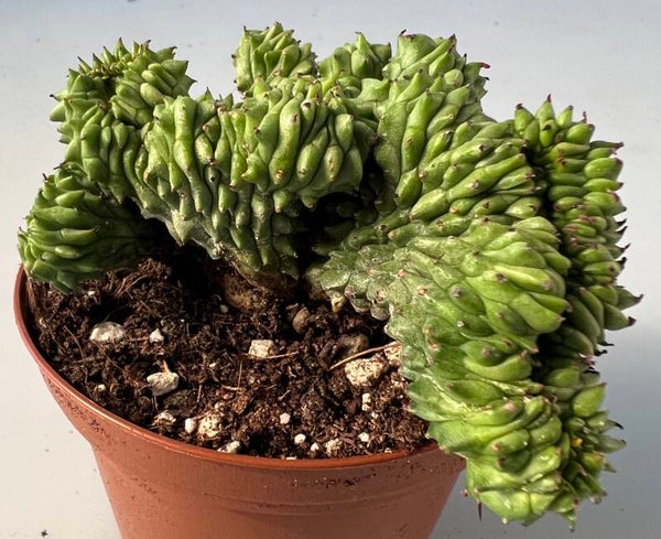 Euphorbia Green Elf Cristata