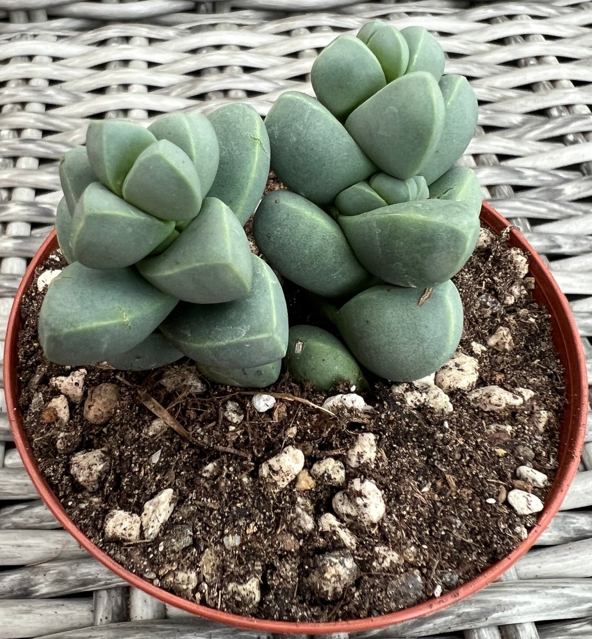 Delosperma Lehmannii | Rheingold Exotics