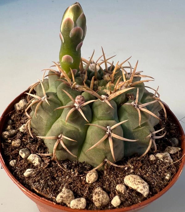 Gymnocalycium Vatteri
