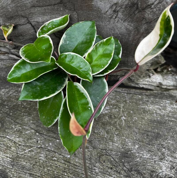 Hoya Carnosa Krimson Queen