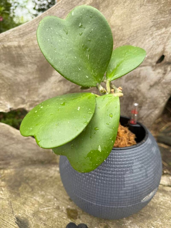 Hoya Kerrii 1