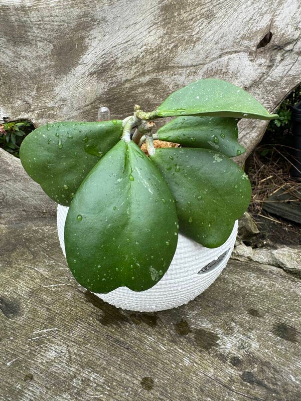 Hoya Kerrii 2