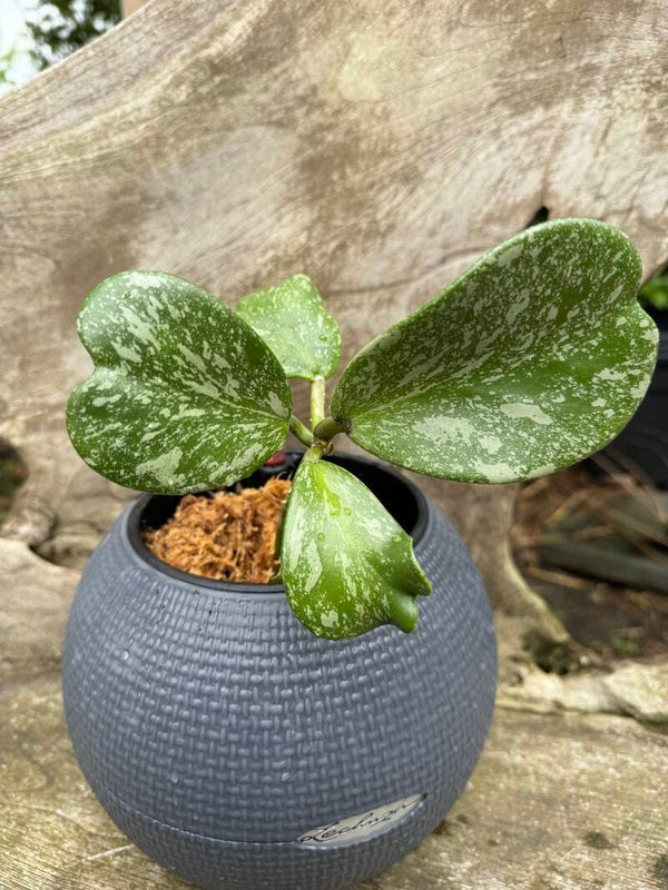 Hoya Kerrii Splash 1